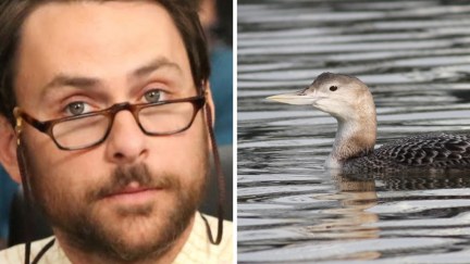 yellow-billed loon, It's Always Sunny in Philadelphia bird law