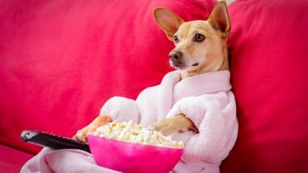 A dog in a bathrobe watching TV and holding a bowl of popcorn
