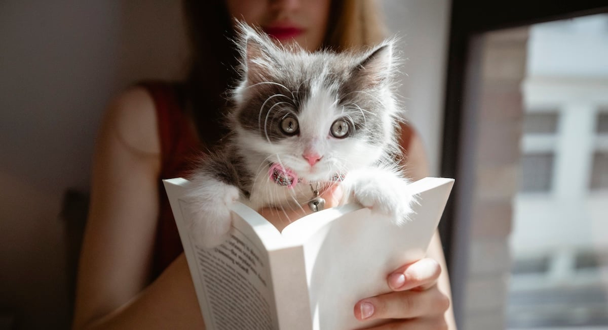 Woman relaxing reading a book while her pet kitten peeks over the top of it looking at the camera.