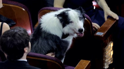 Messi the boarder collie looks at the camera and smiles during the Oscars.