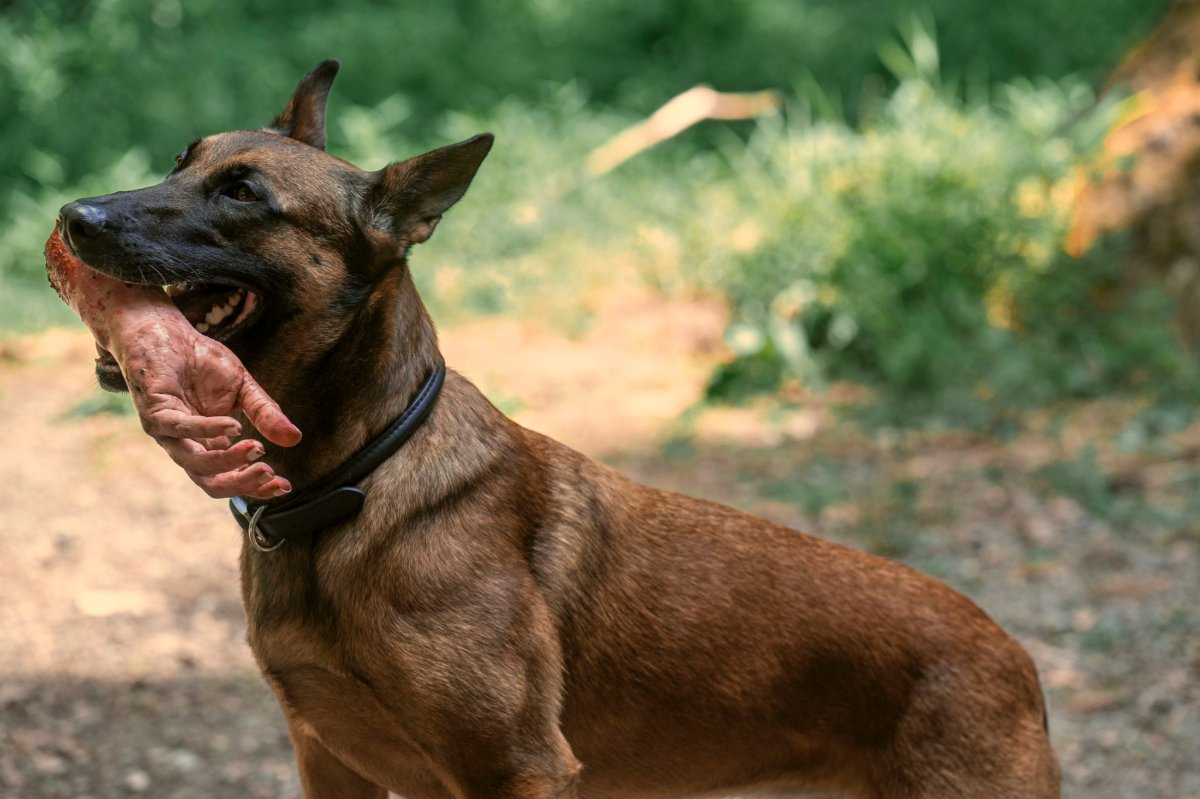 CX404 in Fallout Season One