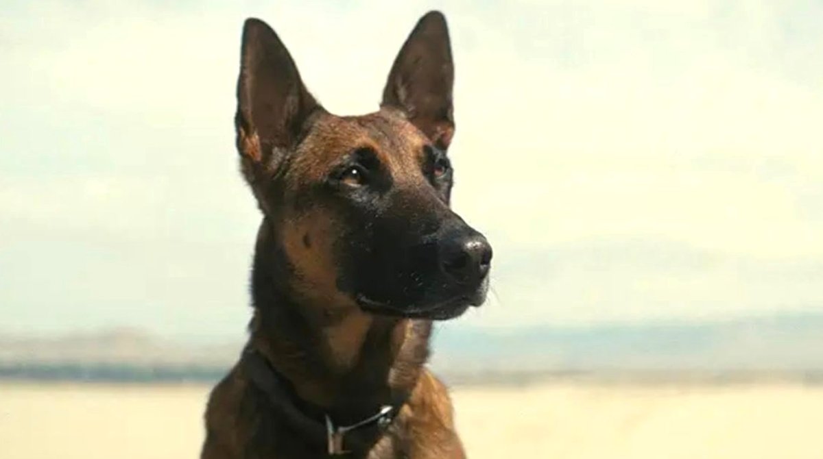 The dog CX404 in Fallout (2024)