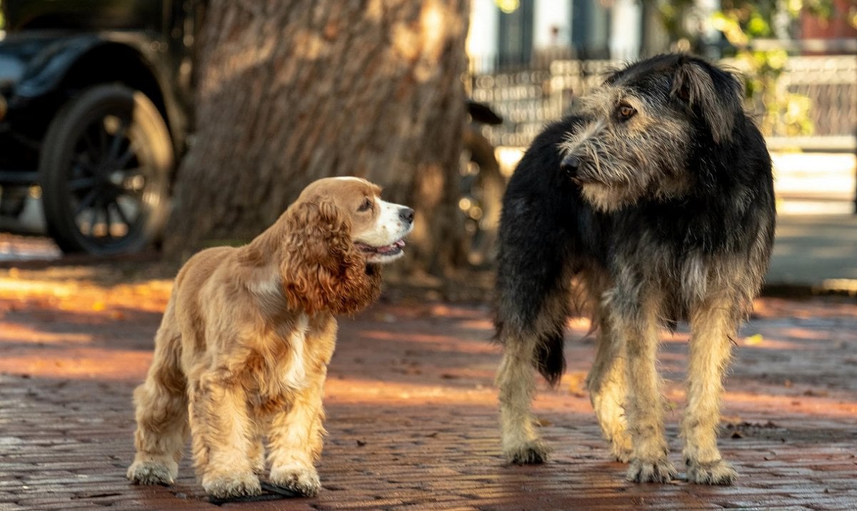 Dogs Lady and Tramp in The Lady and the Tramp (2019)