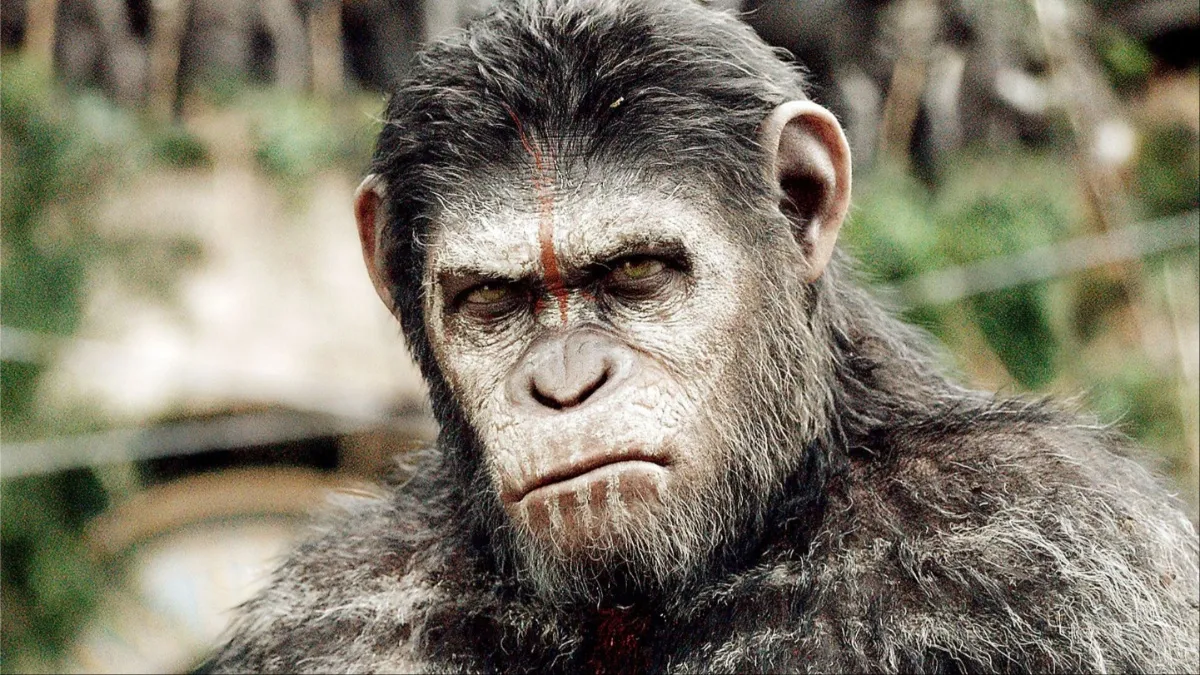 Caesar the ape scowls in 'War for the Planet of the Apes'.