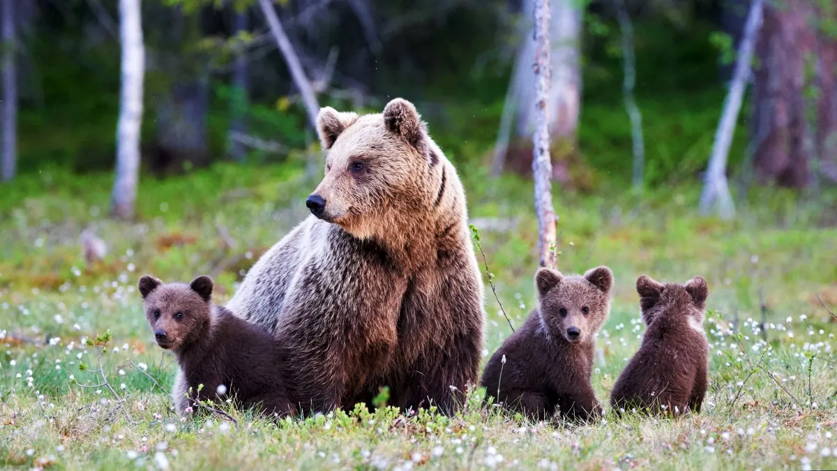 A mama bear with her cubs