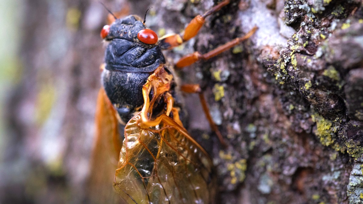 Close-up of a cicada clinging to a tree
