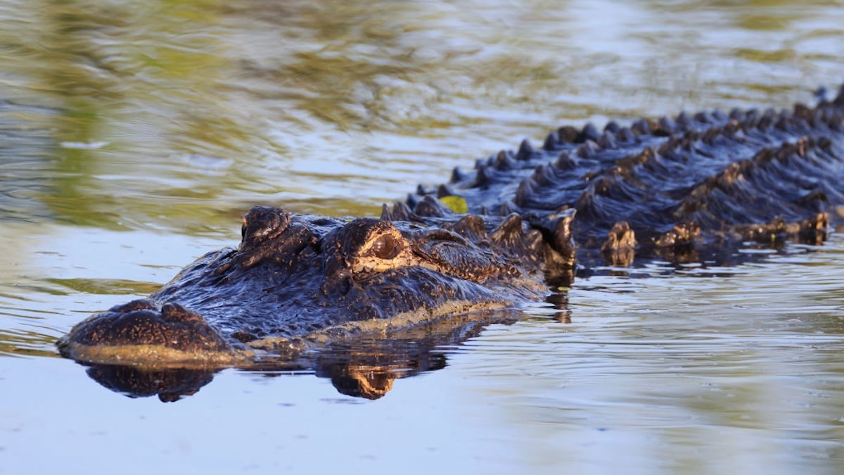 An alligator swimming.