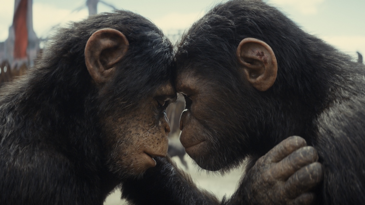 apes touching foreheads in kingdom of the planet of the apes
