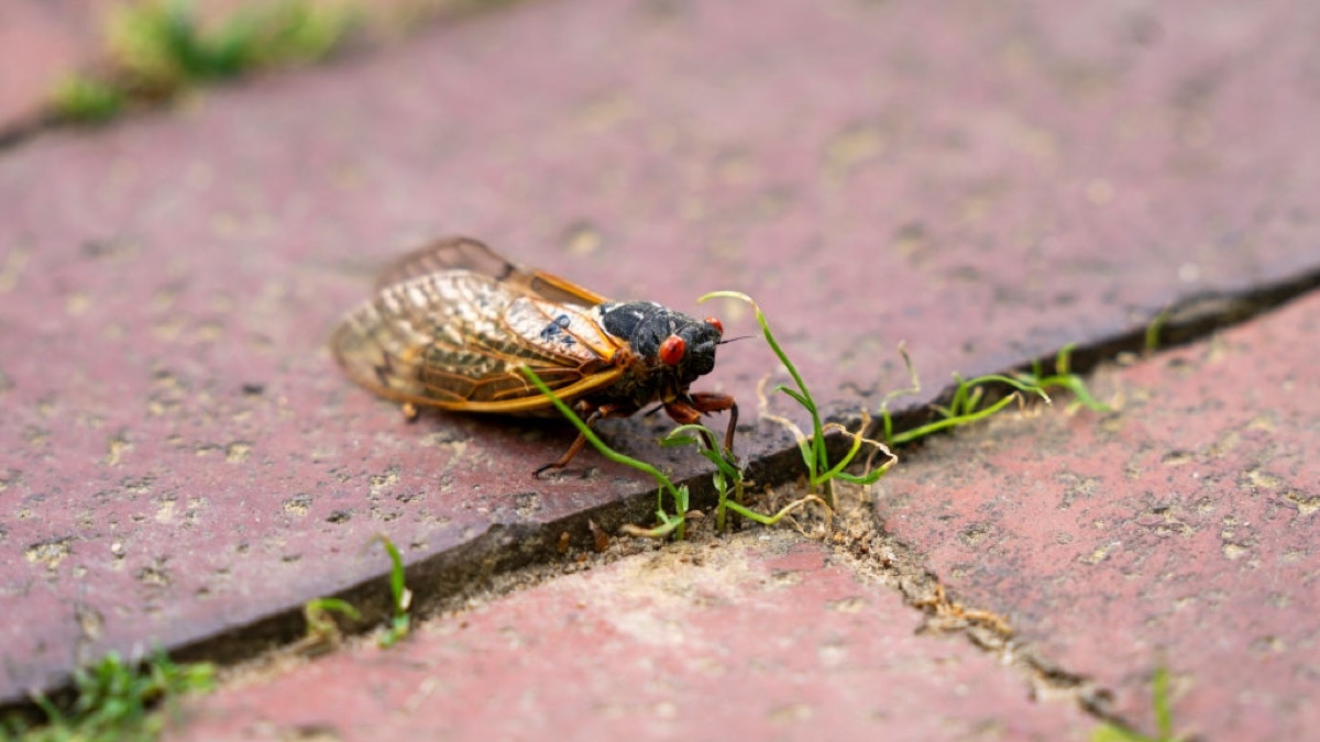 A cicada. It's a bug.