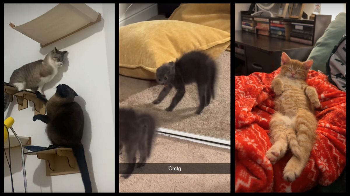 'MY JAW DROPPED' TikTok’s evil kitty trend has everyone obsessed The