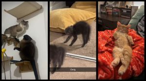'MY JAW DROPPED': TikTok’s evil kitty trend has everyone obsessed | The