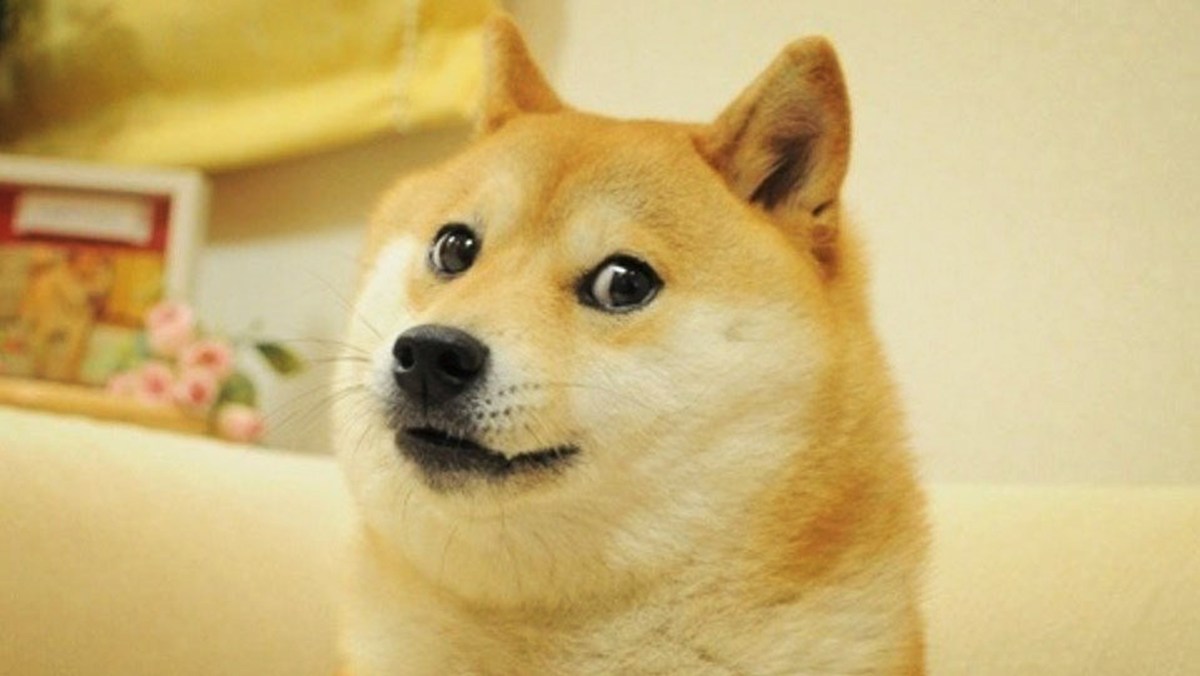 Doge dog meme original image 