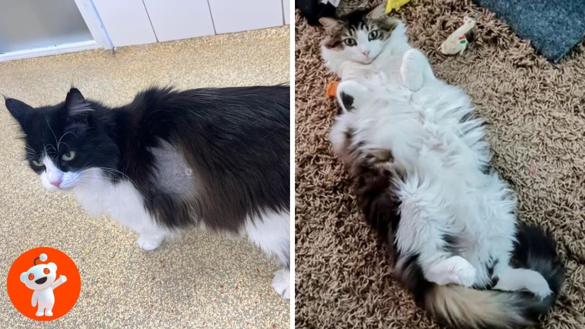 Two pictures side by side of a long-haired black and white cat