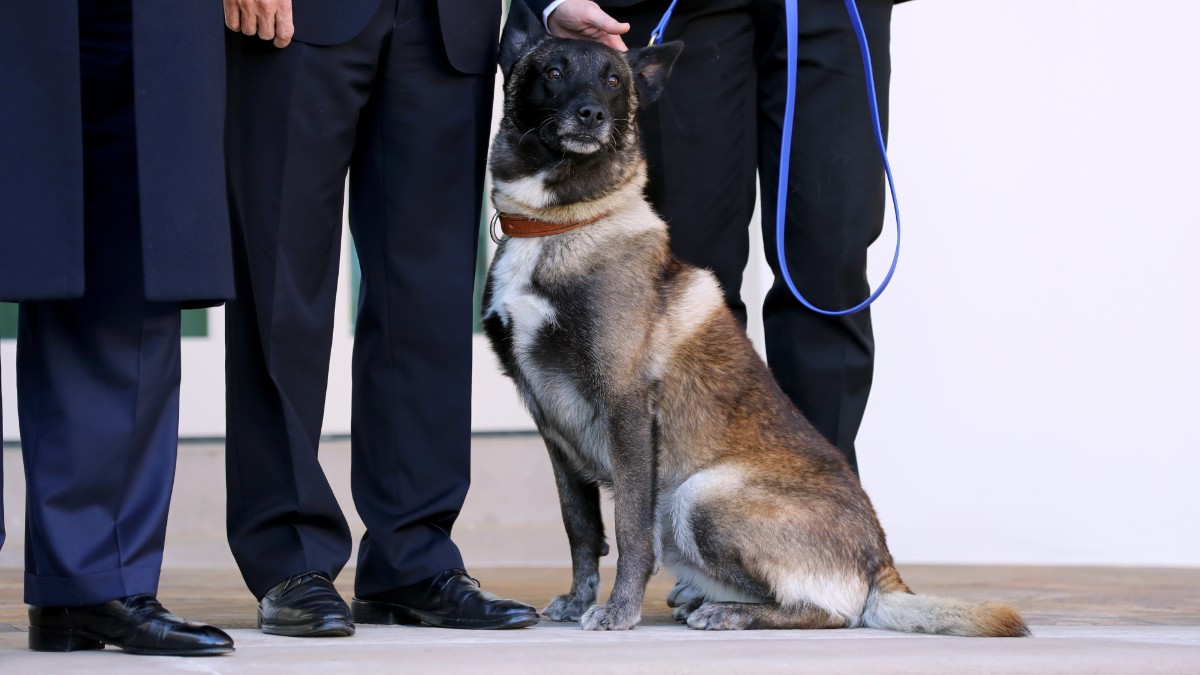 Hero military K9 Conan poses for pictures at the White House