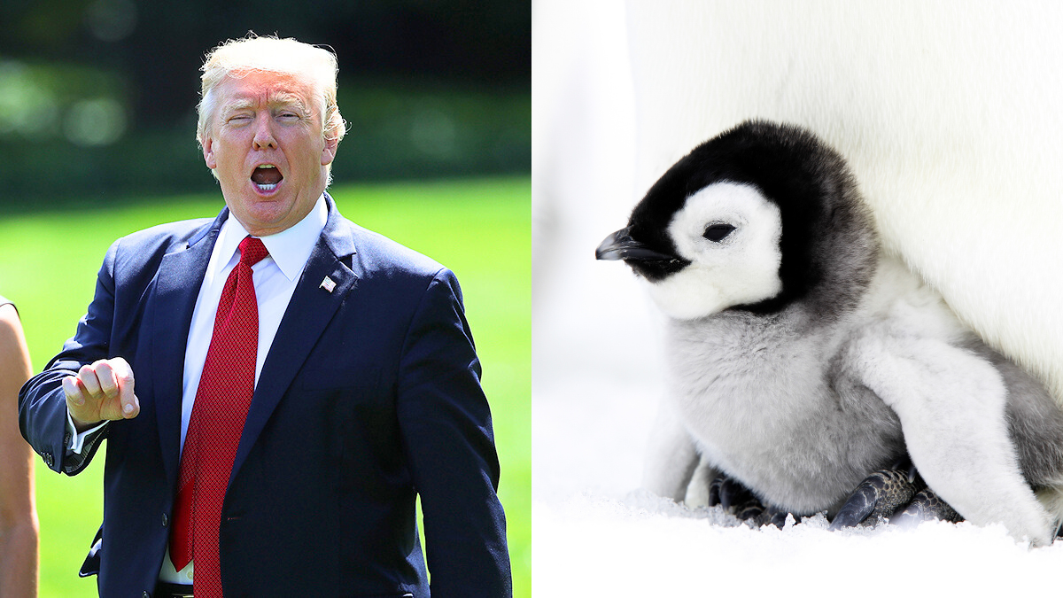 donald trump and a penguin