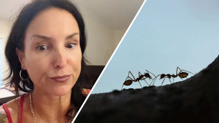 Woman explains why not to squish ants(l) close up Silhouette of two black ants(r)