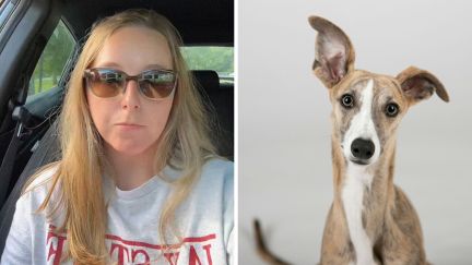 woman shares her dog kennel experience (l) whippet dog (r)