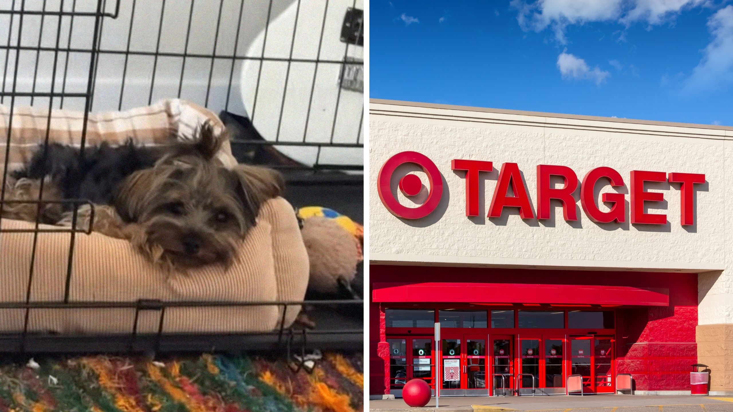 dog laying down (l) target logo (r)