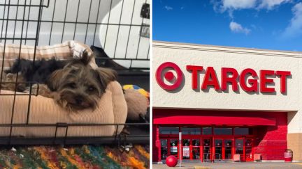 dog laying down (l) target logo (r)