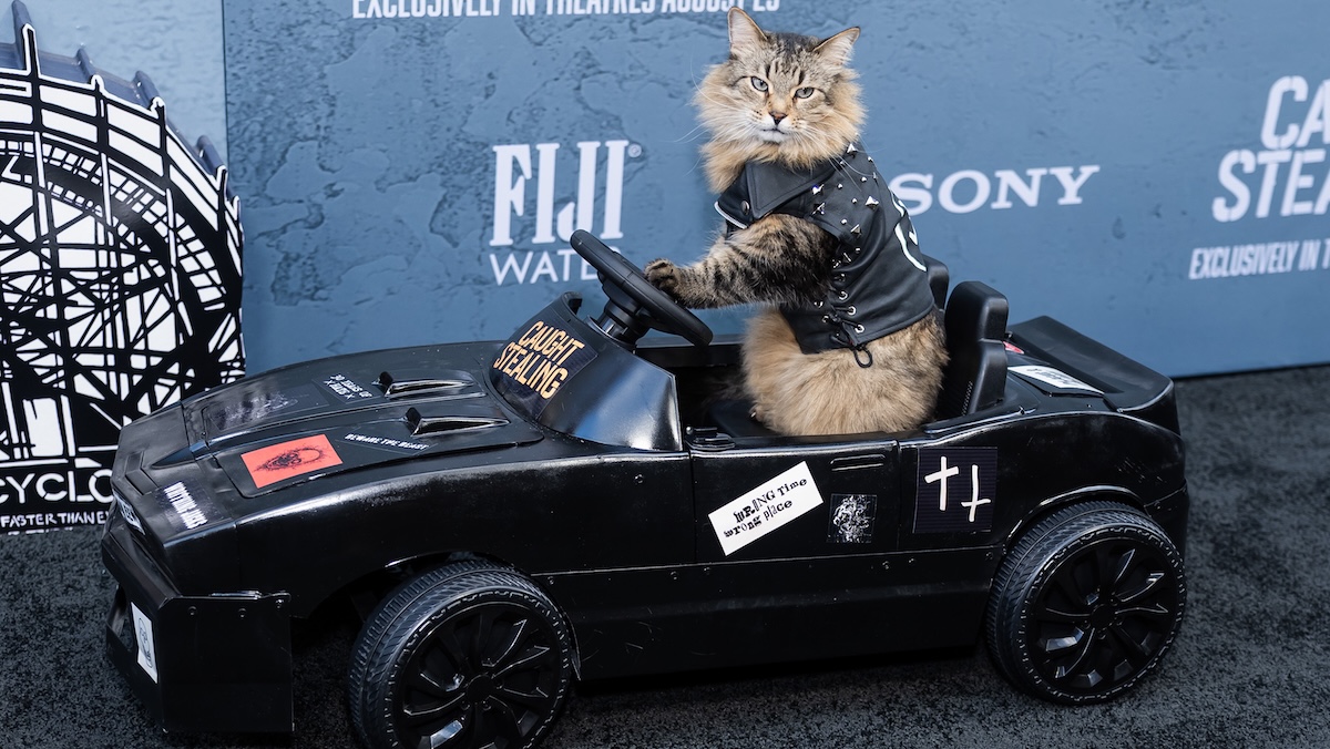 tonic the cat riding in a little car