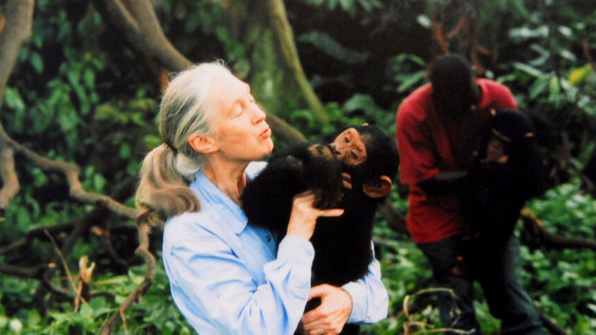 UNSPECIFIED : Jane Goodall, English primatologist, ethologist, and anthropologist, with a chimpanzee in her arms, c. 1995 (Photo by Apic/Getty Images)