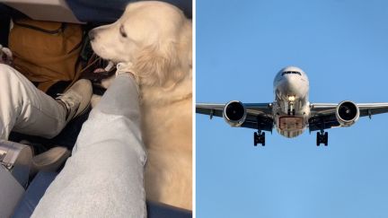 dog sitting down (l) plane flying (r)