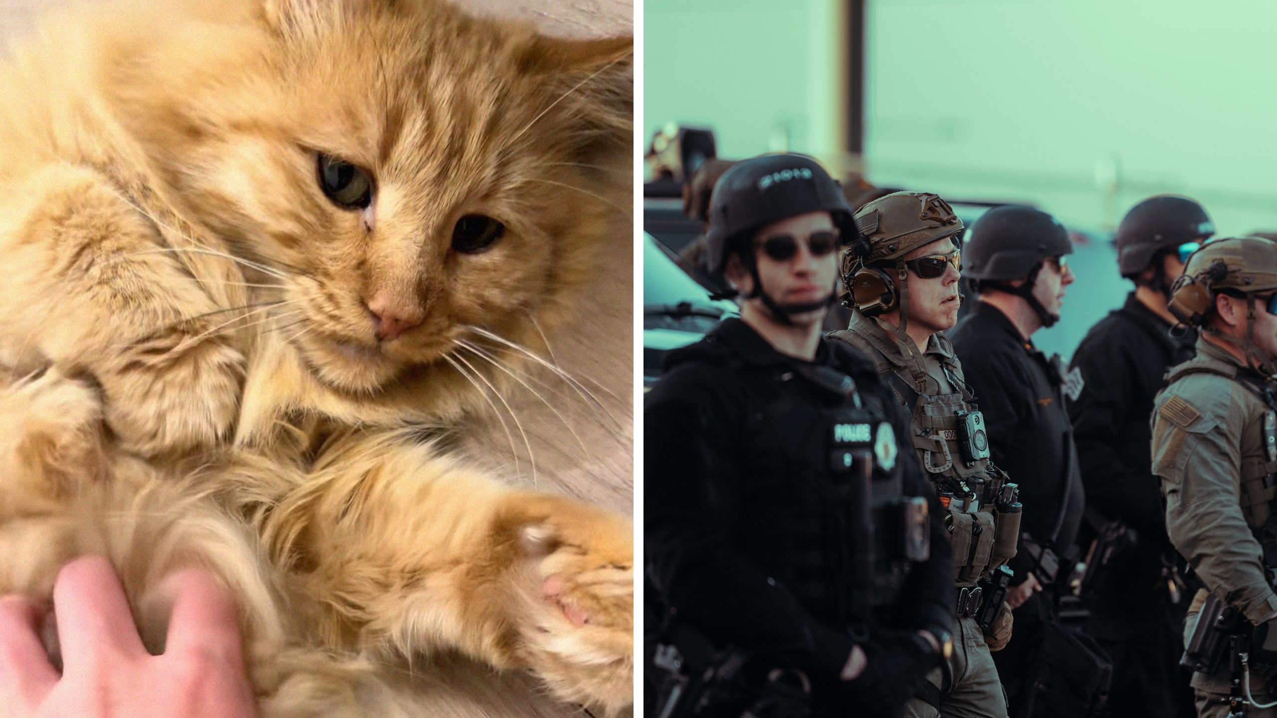 'His owners must be so heartbroken': Woman attends Petco adoption event with boyfriend. Then she learns why one cat was separated from its owner