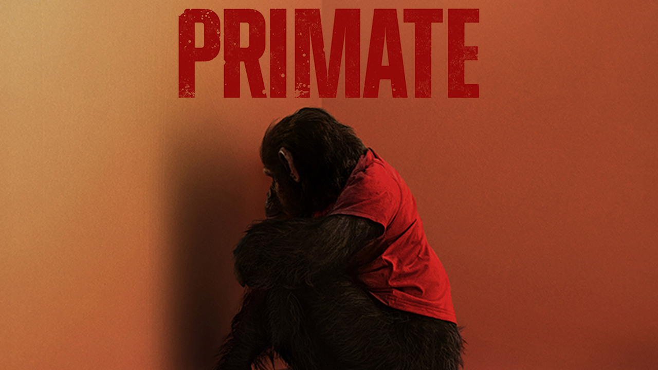 Primate