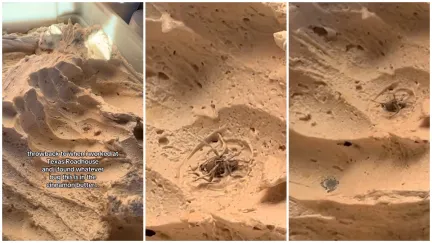 Former Texas Roadhouse worker spots a bug in cinnamon butter, then people find mold as well.