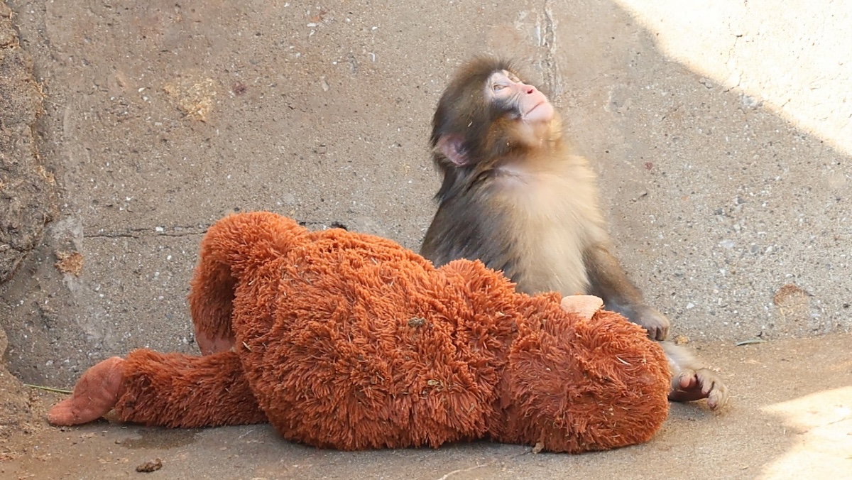 money with a stuffed animal