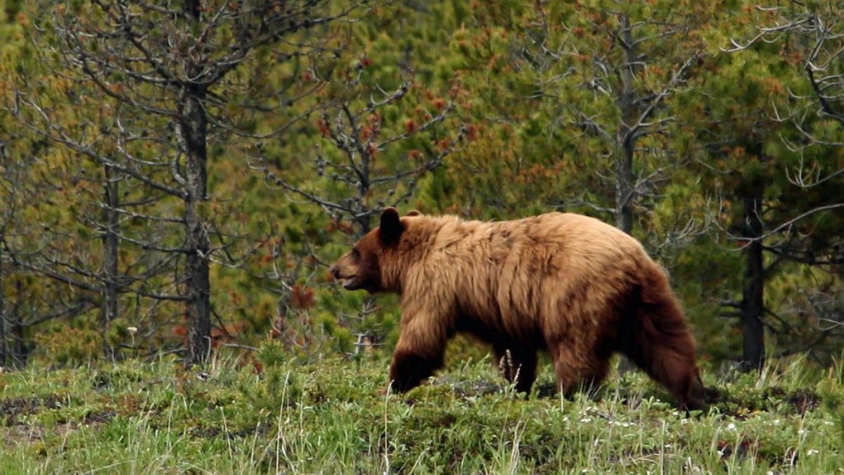 California’s bear problem reaches terrifying new heights as one brazen animal makes its live television debut