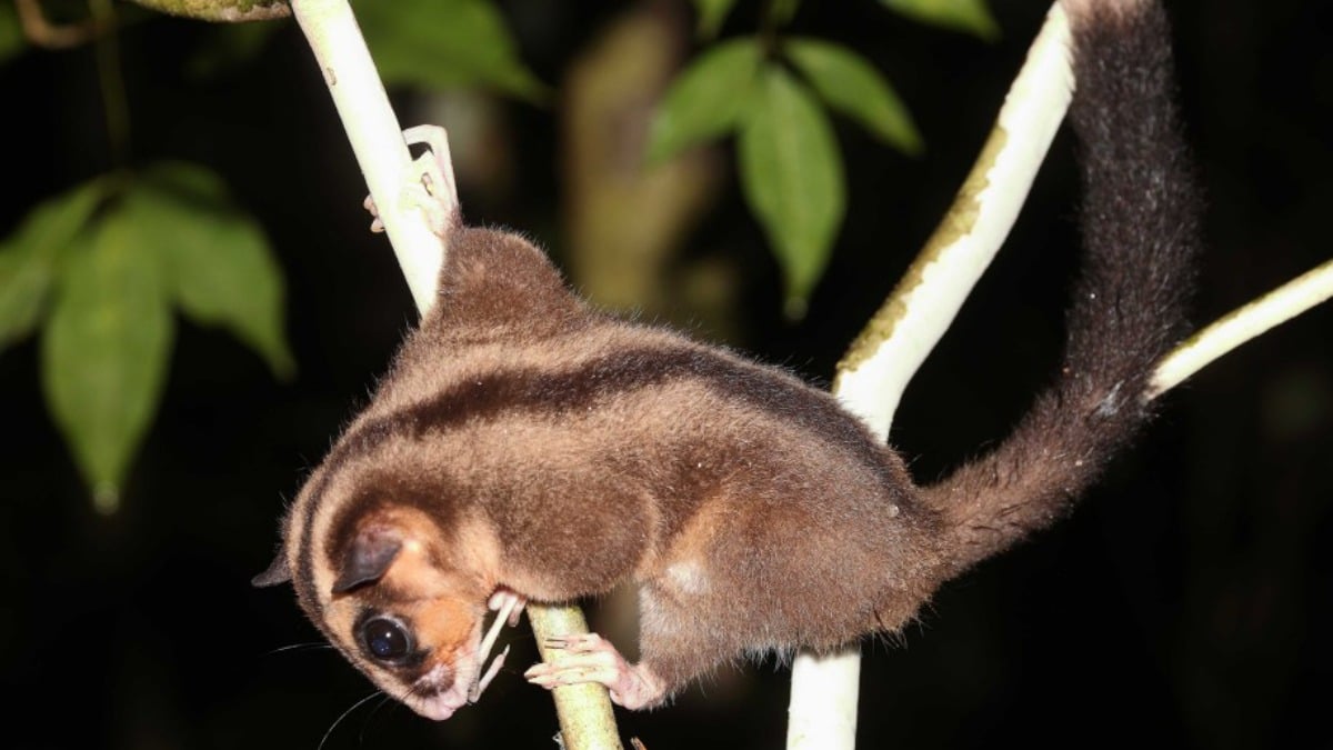 Thought lost for 7,000 years, scientists are in total shock after two ‘extinct’ species make an unexpected return