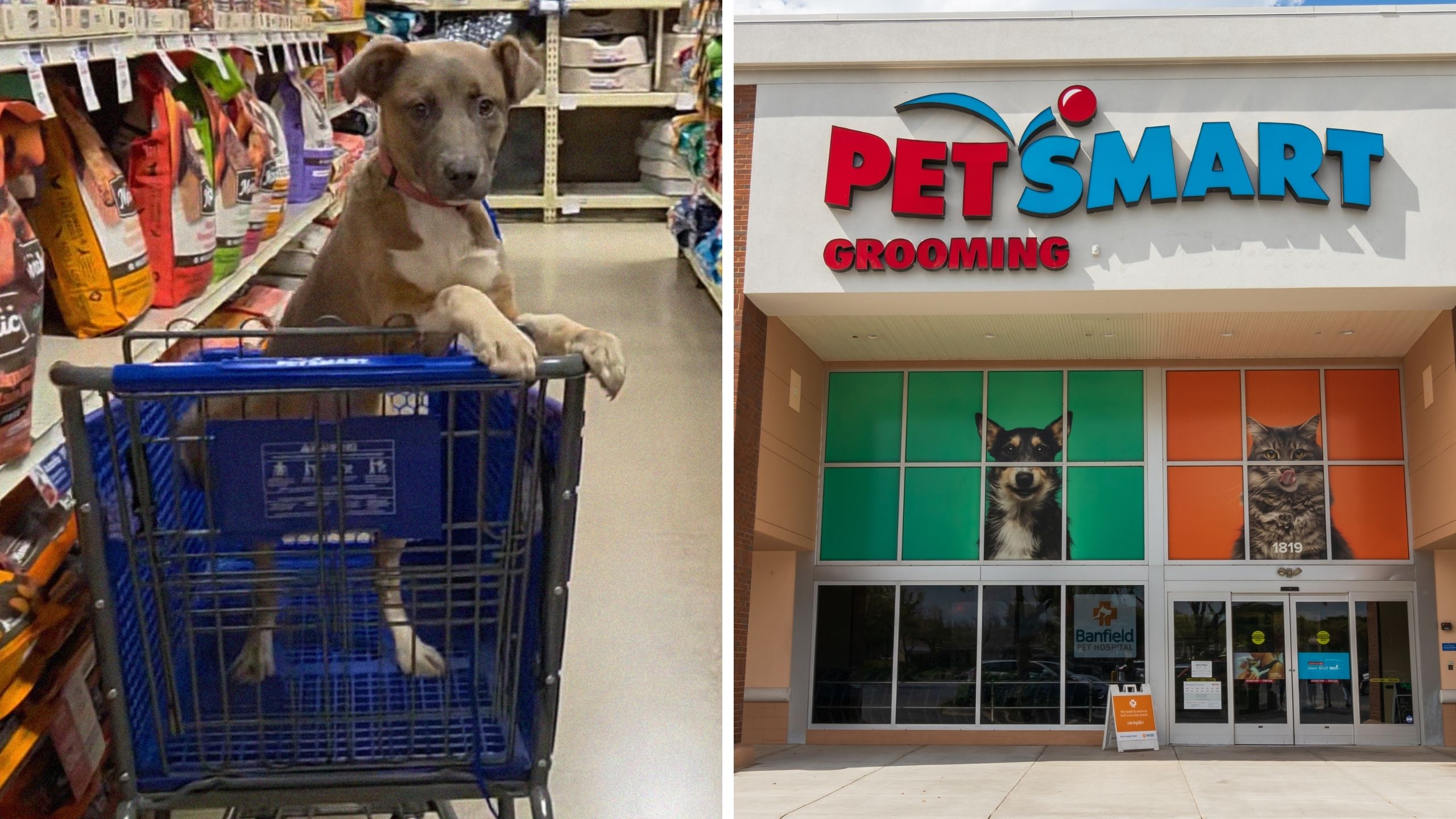 Puppy in a shopping cart (l) PetSmart storefront (r)