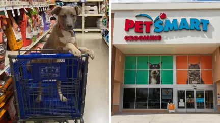Puppy in a shopping cart (l) PetSmart storefront (r)