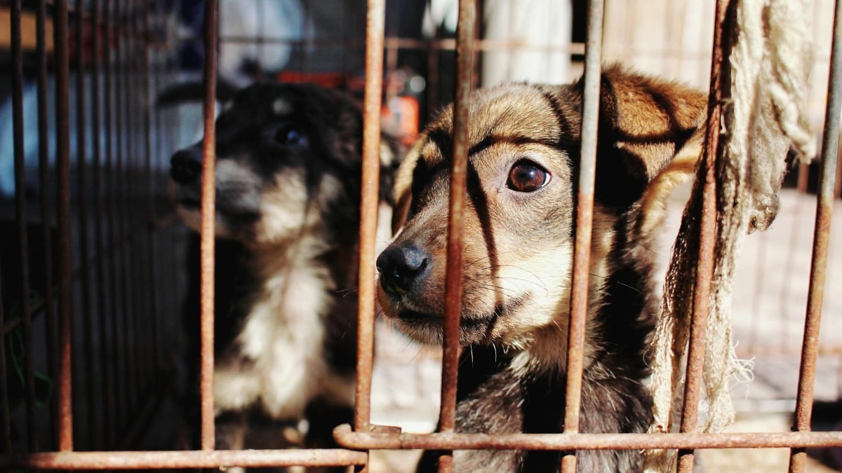 The US-Israel war on Iran sends Dubai residents fleeing, but what they abandoned in their wake has sparked a new nightmare