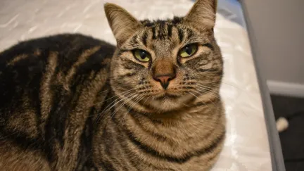 a cat looking at the camera