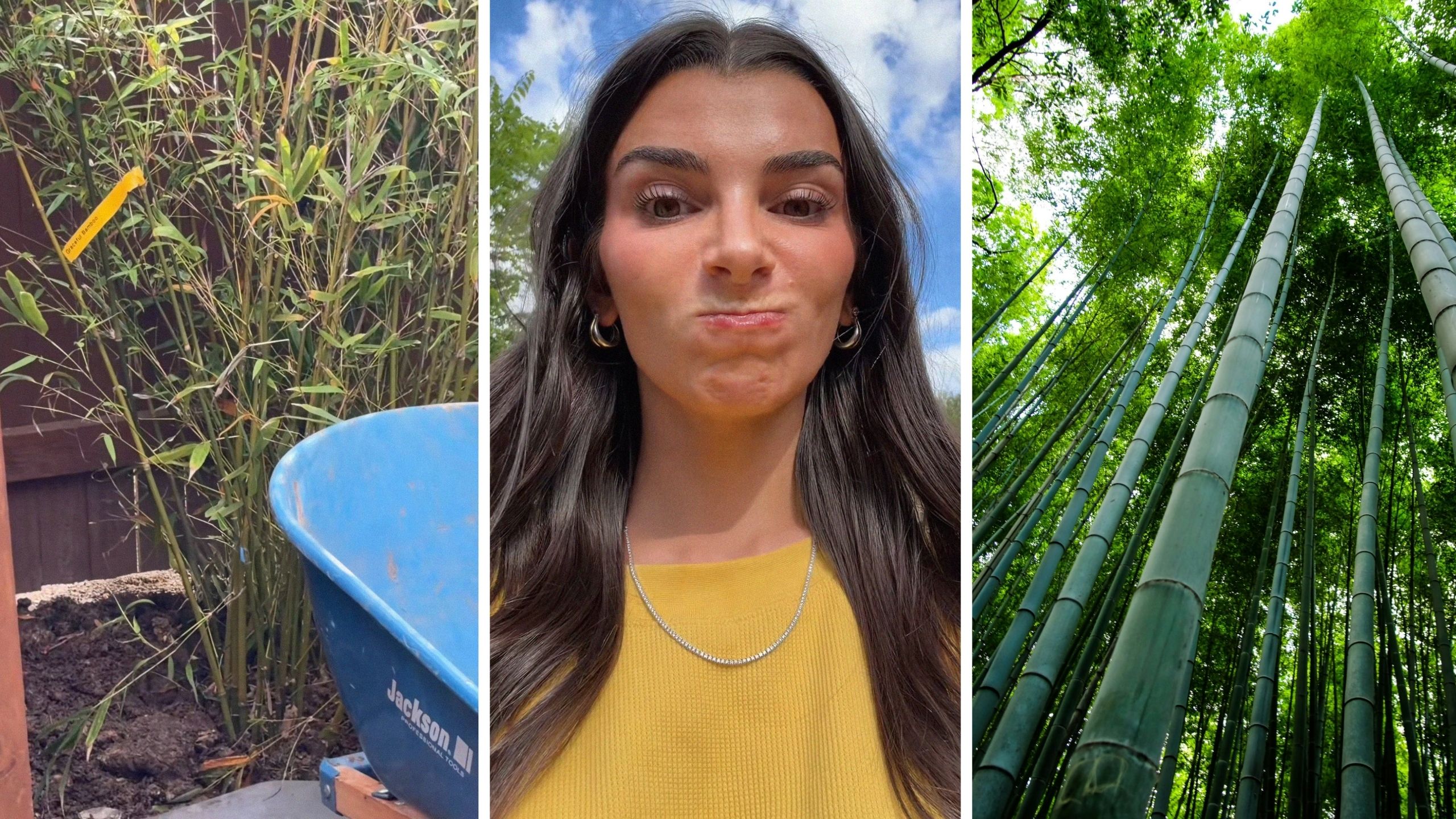 young bamboo trees (l) woman shares bad neighbor struggles (c) full grown bamboo trees (r)