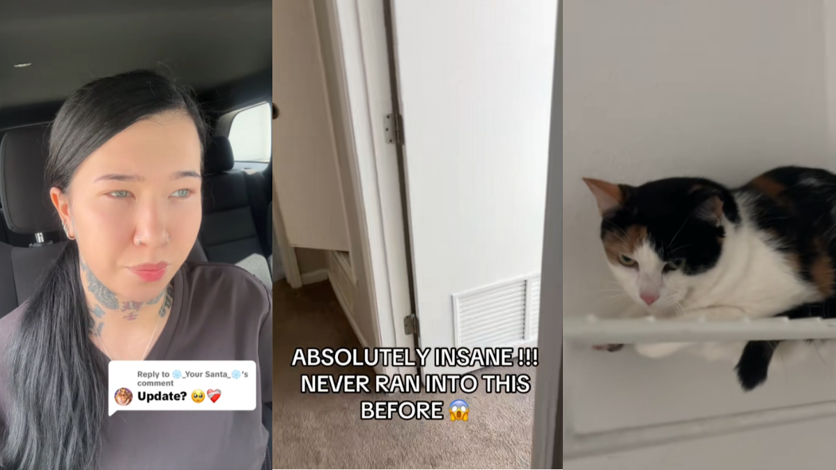 Cleaning lady on TikTok finds a surprise kitty in an empty apartment. The internet helps the cat find its way home