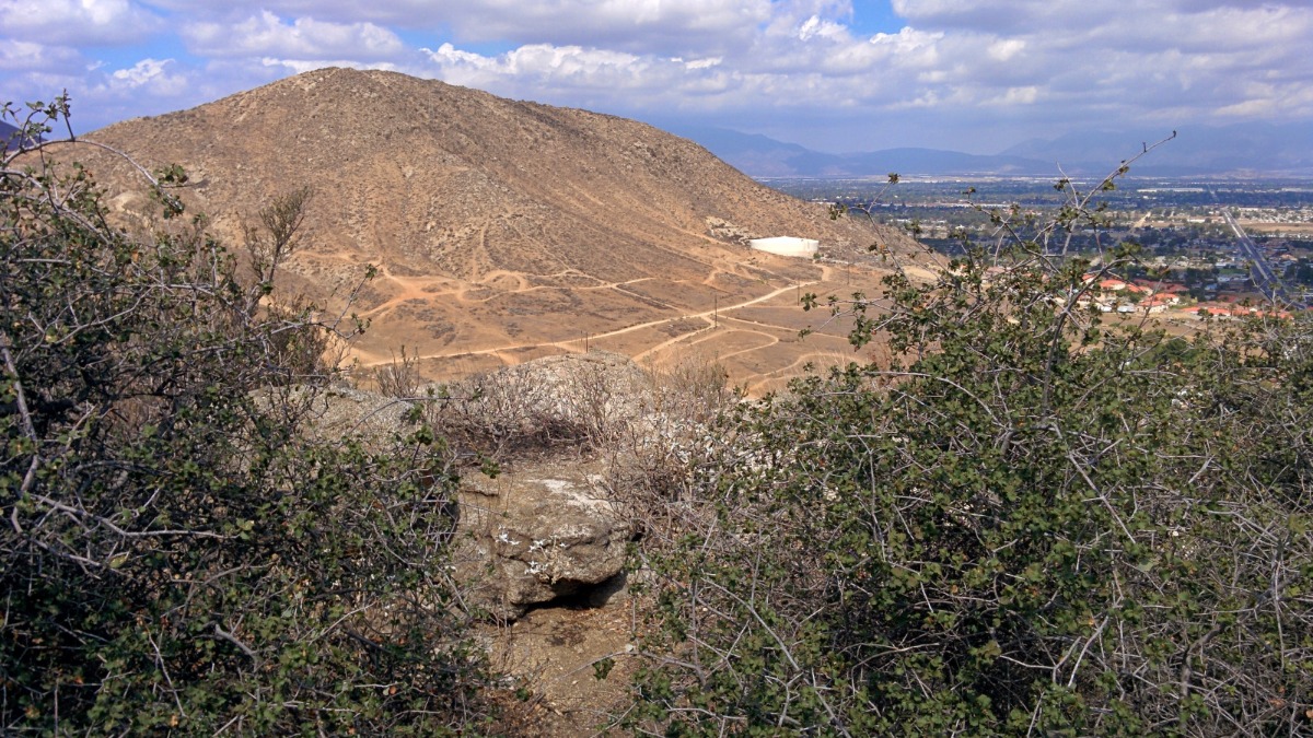 A 13,000-year-old California oak just dodged bulldozers but the fight over its survival is far from over