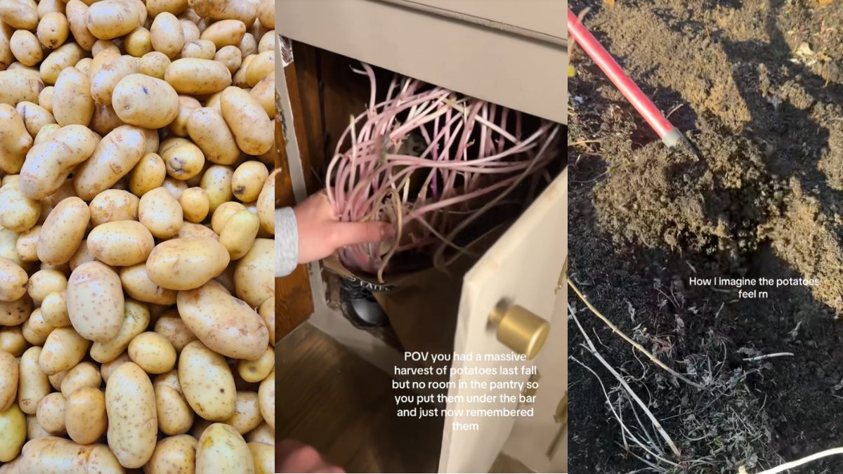 Michigan woman leaves a bunch of potatoes in her cupboard for months. What she finds months later shocks TikTok.