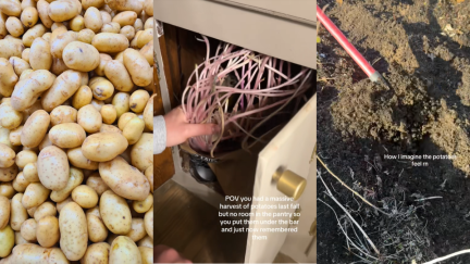 Michigan woman leaves a bunch of potatoes in her cupboard for months. What she finds months later shocks TikTok.