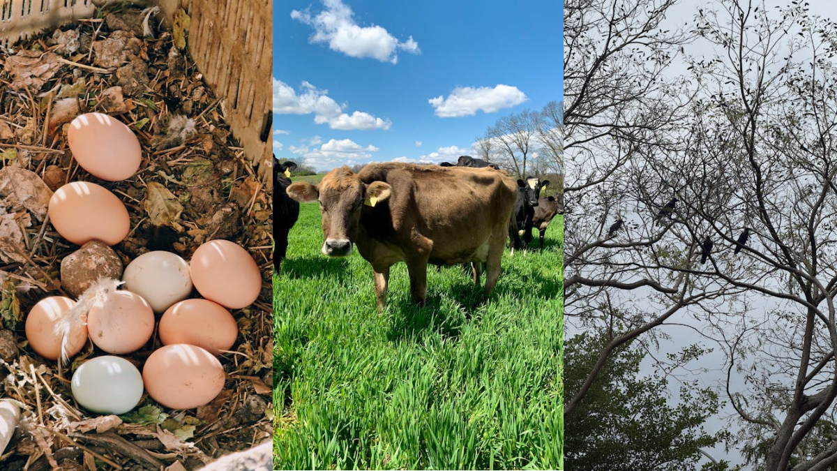 New York woman posted her cows acting strange on TikTok. She couldn't believe the reason why.