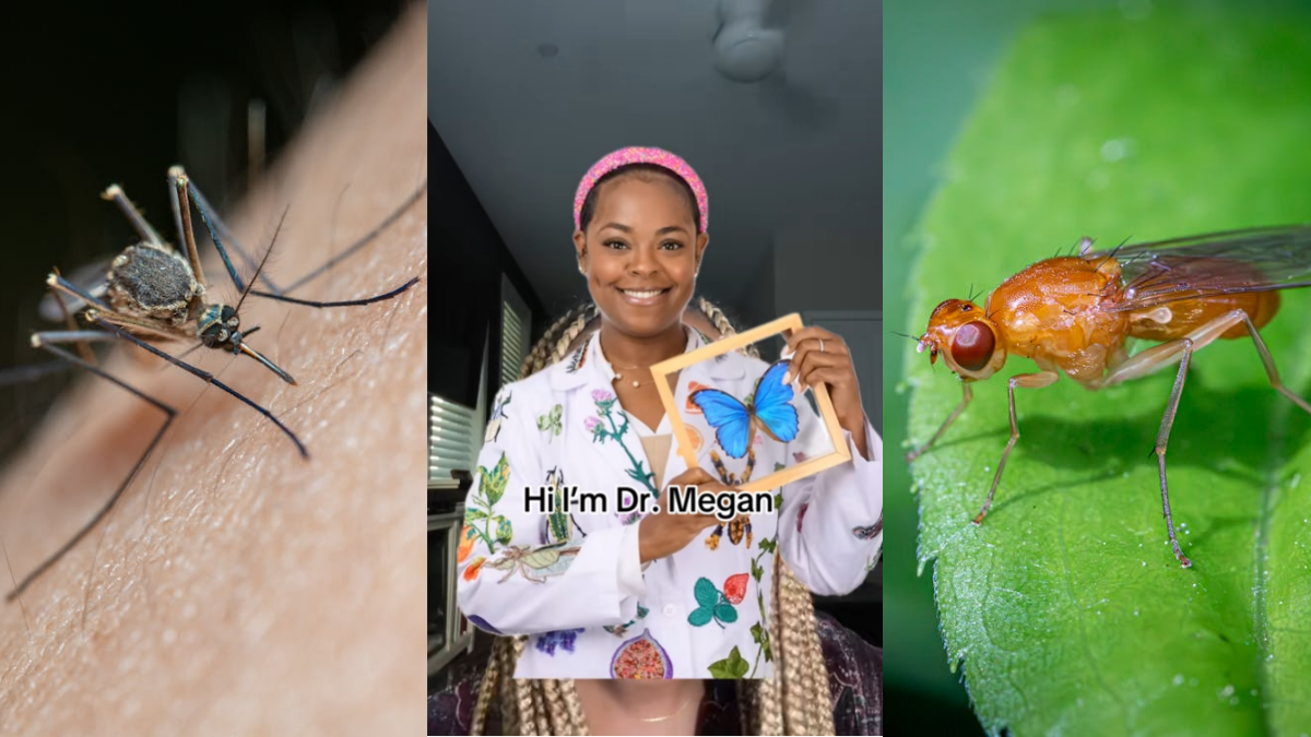'That Fruit Fly Has Won Five Nobel Prizes' Columbia Woman With a PhD on Bugs Explains Why on TikTok