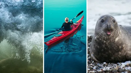 force in water (l) woman in kayak (c) leopard seal (r)