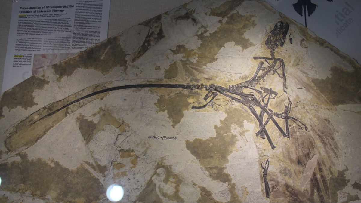 Paleontologists Just Identified New Four-Winged Predators That Dominated the Canopy and Forced Ancient Birds to Fear the Trees