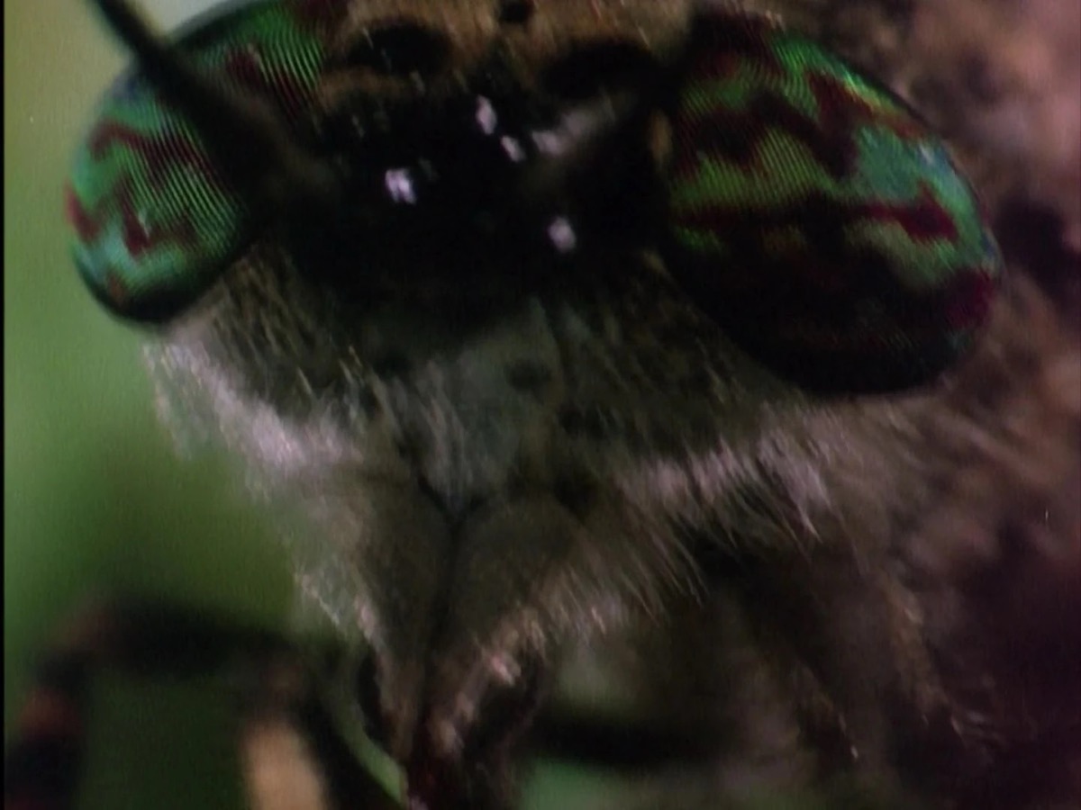 Close-up of wormy from SpongeBob Squarepants