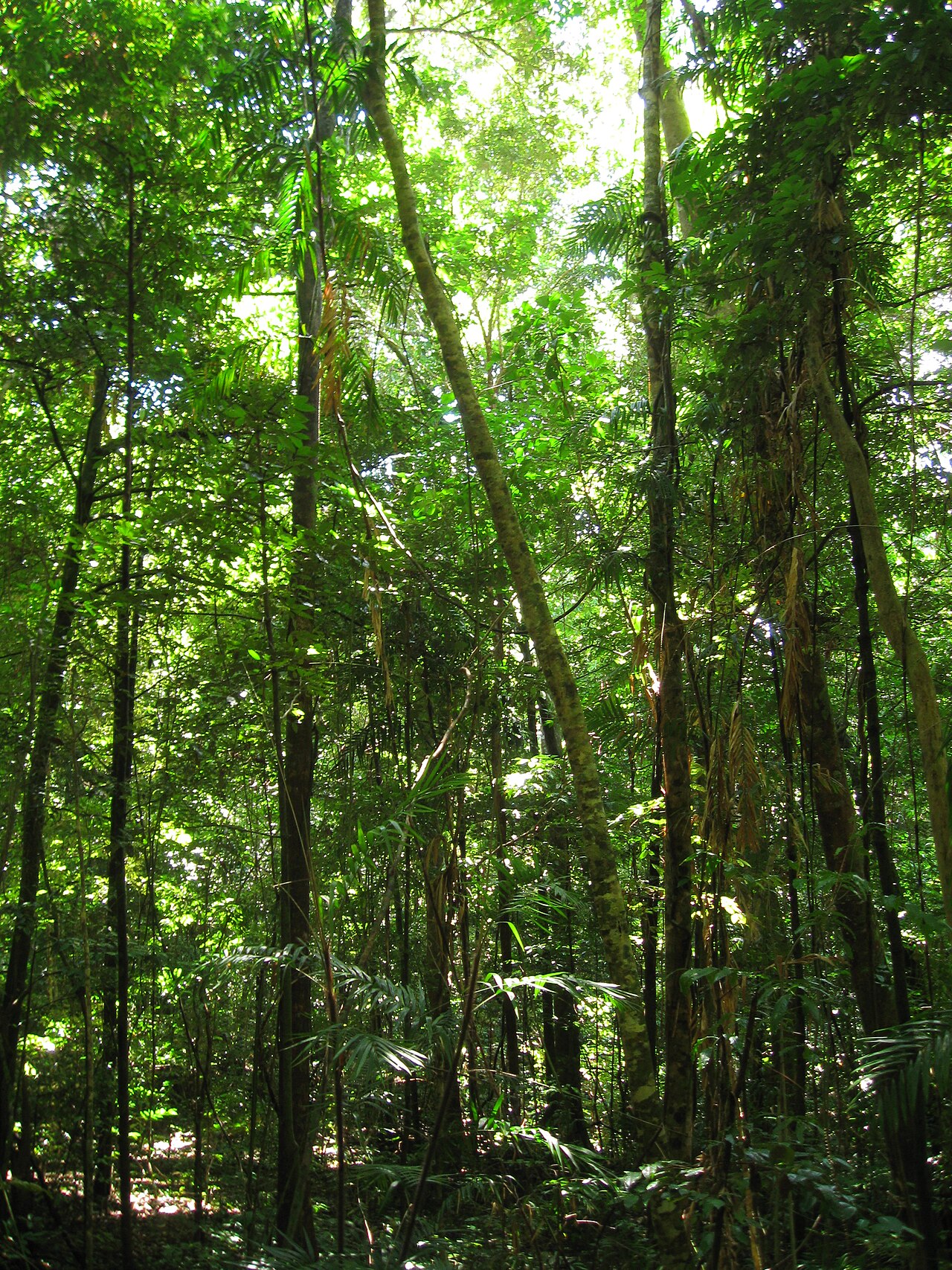 Very green trees in a forest
