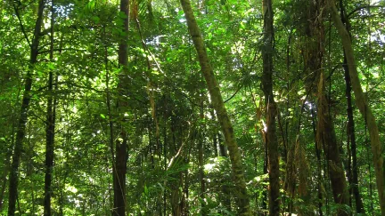 Very green trees in a forest