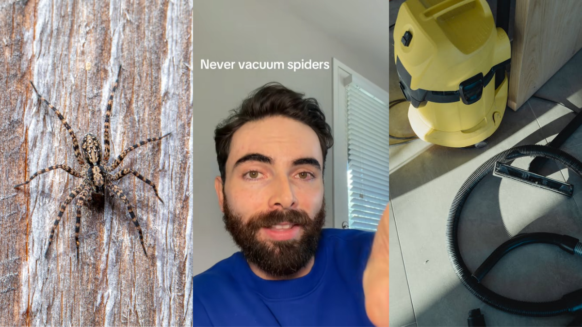 Grandmother Vacuumed a Spider. After One Trip, She Noticed the 'Lint is Moving'