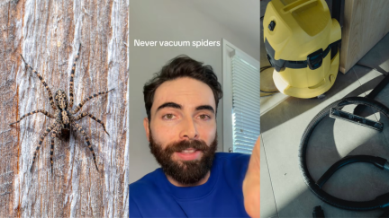 Grandmother Vacuumed a Spider. After One Trip, She Noticed the 'Lint is Moving'